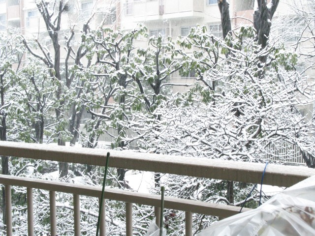 浦和の雪