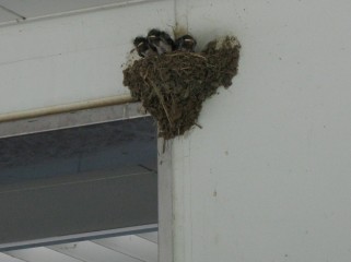 燕の巣