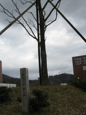 記念碑と栃の木